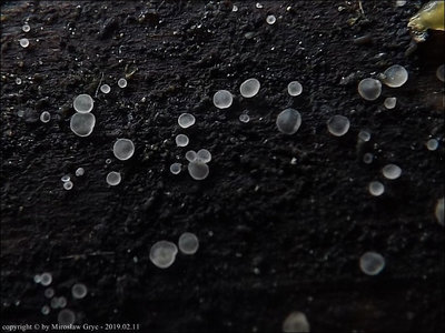 Hyaloscypha aureliella