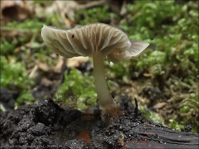 Hydropus sp. (2014.07.06)