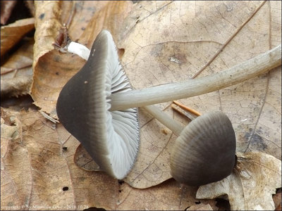 Hydropus sp. (2018.10.28)