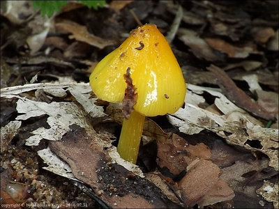 Hygrocybe acutoconica