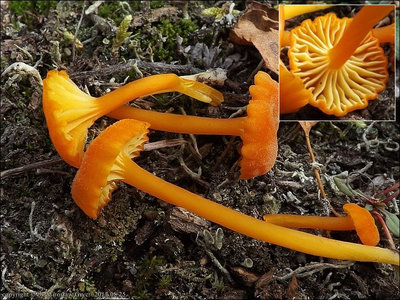 Hygrocybe cantharellus