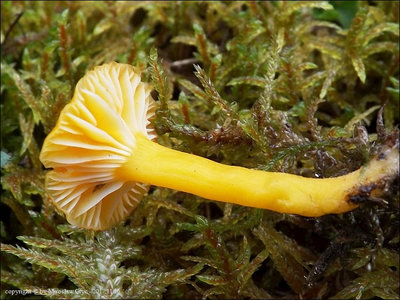 Hygrocybe ceracea