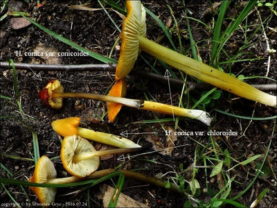 H. conica var. conicoides