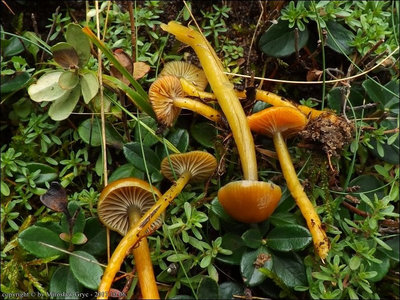 Hygrocybe laeta var. laeta