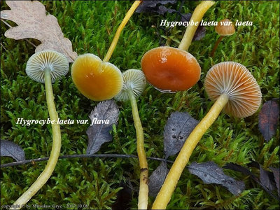 Hygrocybe laeta var. flava