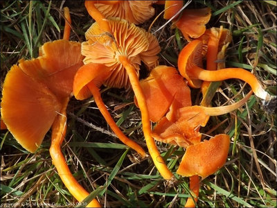 Hygrocybe miniata