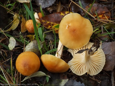 Hygrocybe pratensis