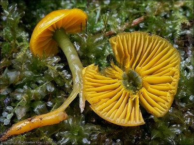 Hygrocybe psittacina