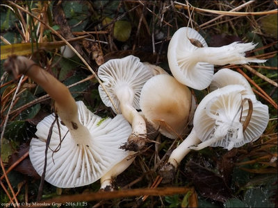 H. virginea var. ochraceopallida