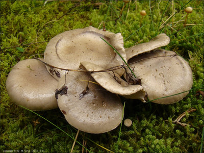 Hygrophorus agathosmus