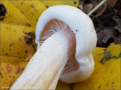Hygrophorus hedrychii