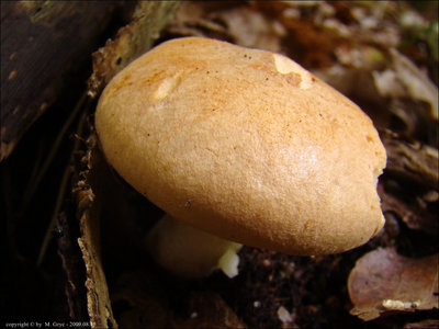 Hygrophorus nemoreus