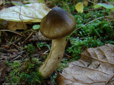 Hygrophorus olivaceoalbus