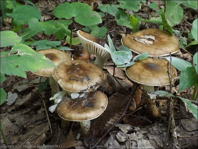 Hygrophorus persoonii