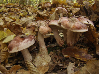 Hygrophorus russula