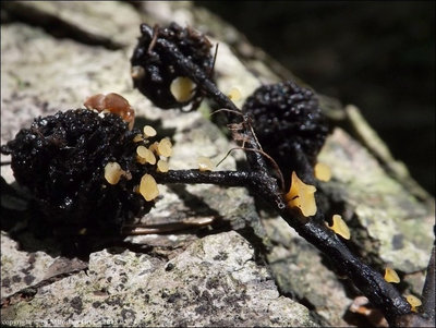 Hymenoscyphus sp. 2018.05.24