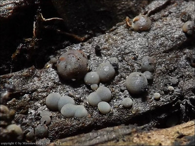 Hymenoscyphus sp. 2018.06.22