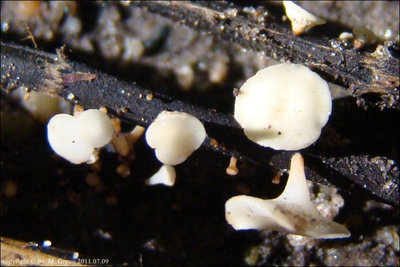 Hymenoscyphus albidus