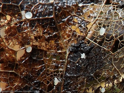 Hymenoscyphus caudatus