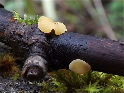 Hymenoscyphus conscriptus