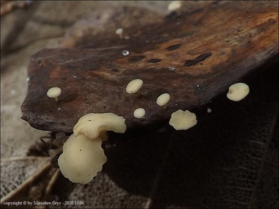 H. fructigenus (on CAcer)