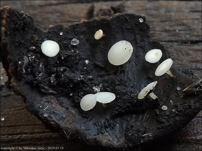 H. fructigenus (on Corylus)