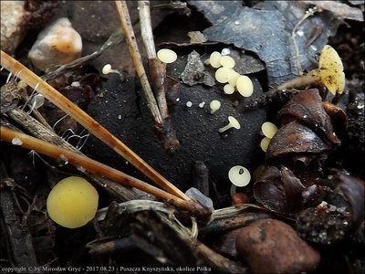 H. fructigenus (on Quercus)