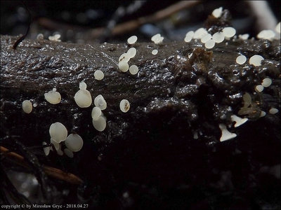 Hymenoscyphus imberbis