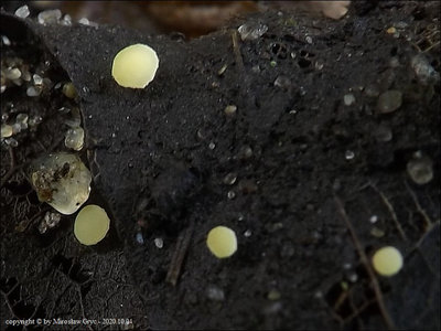 Hymenoscyphus immutabilis