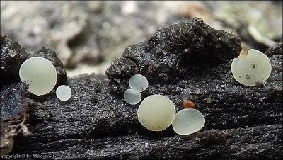 Hymenoscyphus kathiae