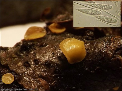 Hymenoscyphus lepismoides