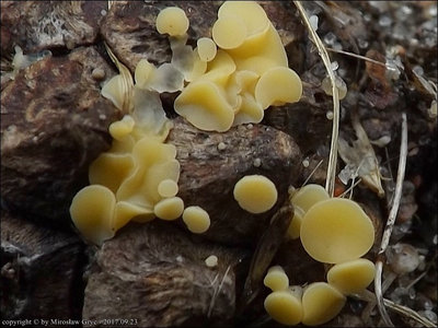 Hymenoscyphus lutescens