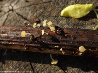 Hymenoscyphus menthae