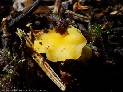 Hymenoscyphus monticola