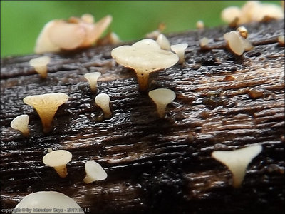 Hymenoscyphus scutula