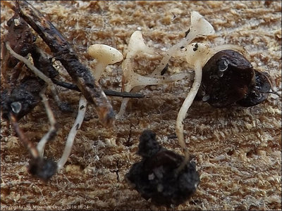 Hymenoscyphus seminis-alni