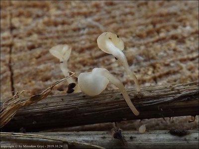 Hymenoscyphus suspectus