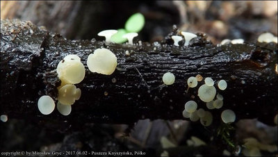 Hymenoscyphus vernus