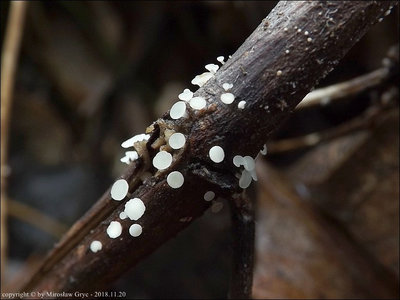 Hymenoscyphus vitigenus