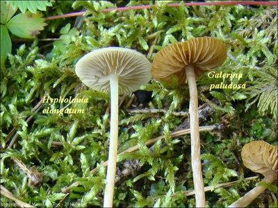 Hypholoma elongatum