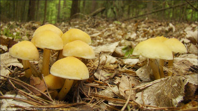 Hypholoma fasciculare