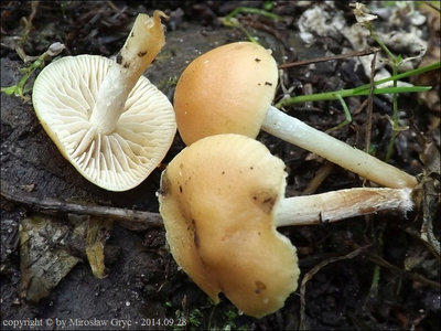 Hypholoma subericaeum