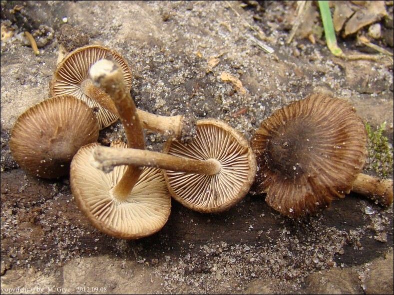 strzępiak bury - zdjęcie główne