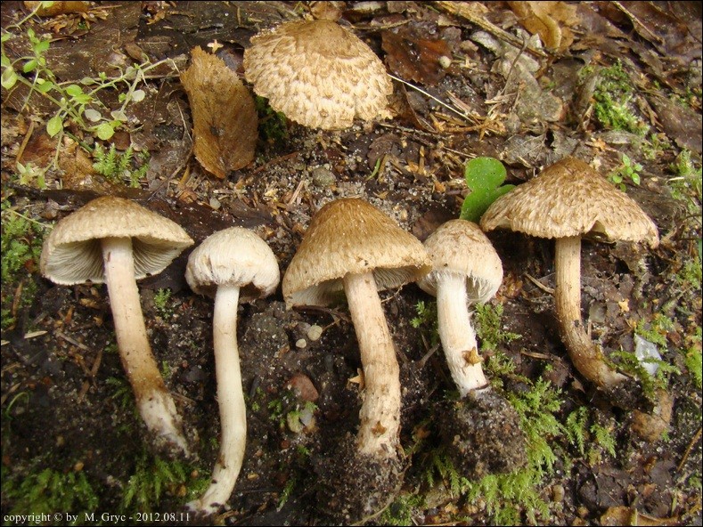 strzępiak stęchły - zdjęcie główne