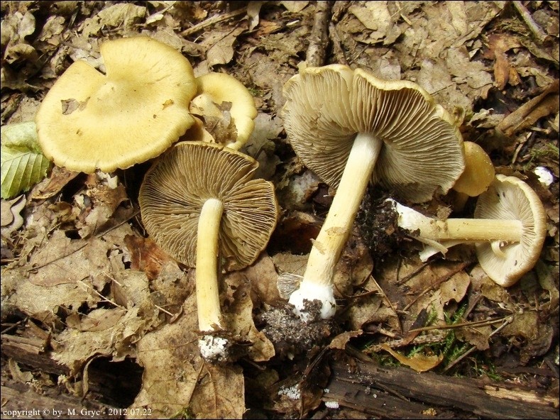 strzępiak słomkowożółty - zdjęcie główne