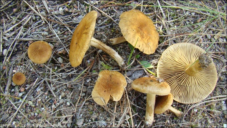 strzępiak słodkogorzki - zdjęcie główne