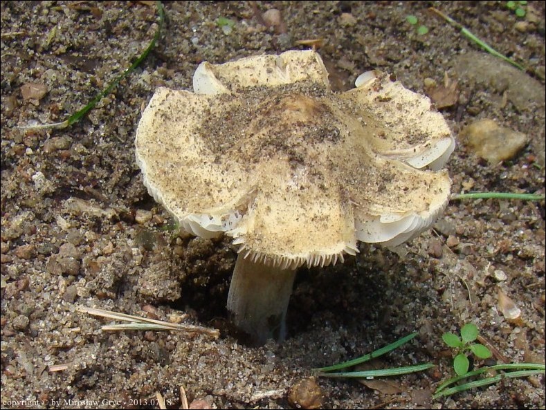 strzępiak włóknisty - zdjęcie główne