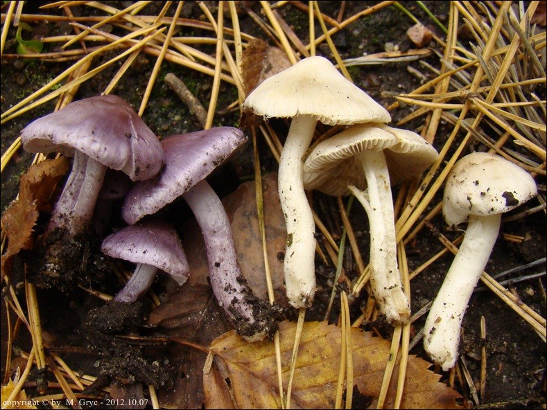 strzępiak ziemistoblaszkowy - zdjęcie główne