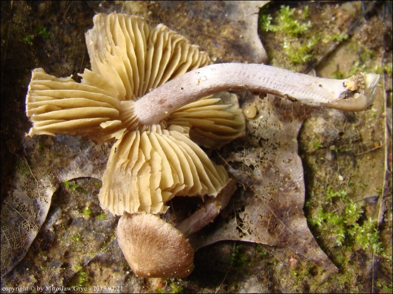 strzępiak szaroliliowy - zdjęcie główne