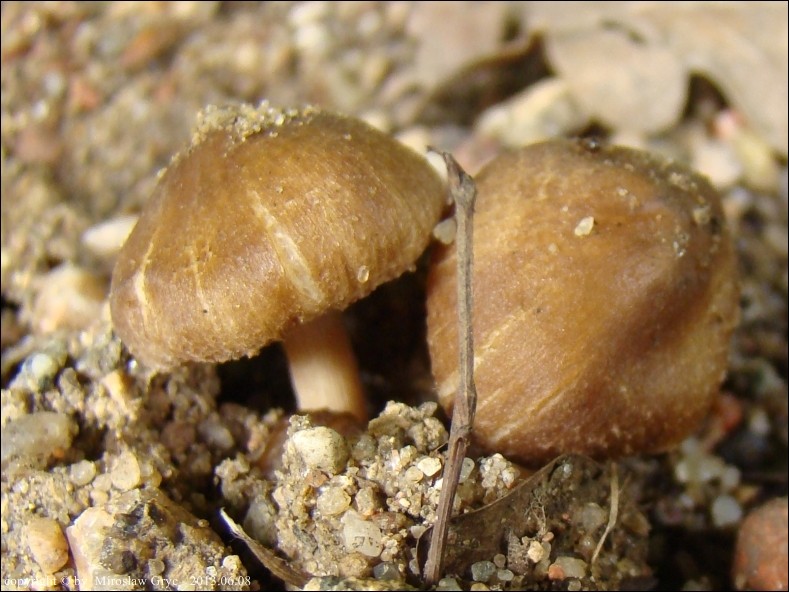 strzępiak białoowłosiony - zdjęcie główne